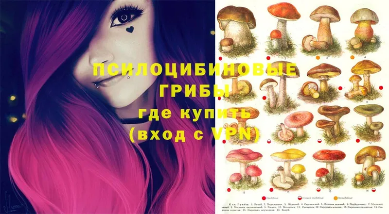 Псилоцибиновые грибы Psilocybe  Казань 